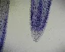 Onion Slide