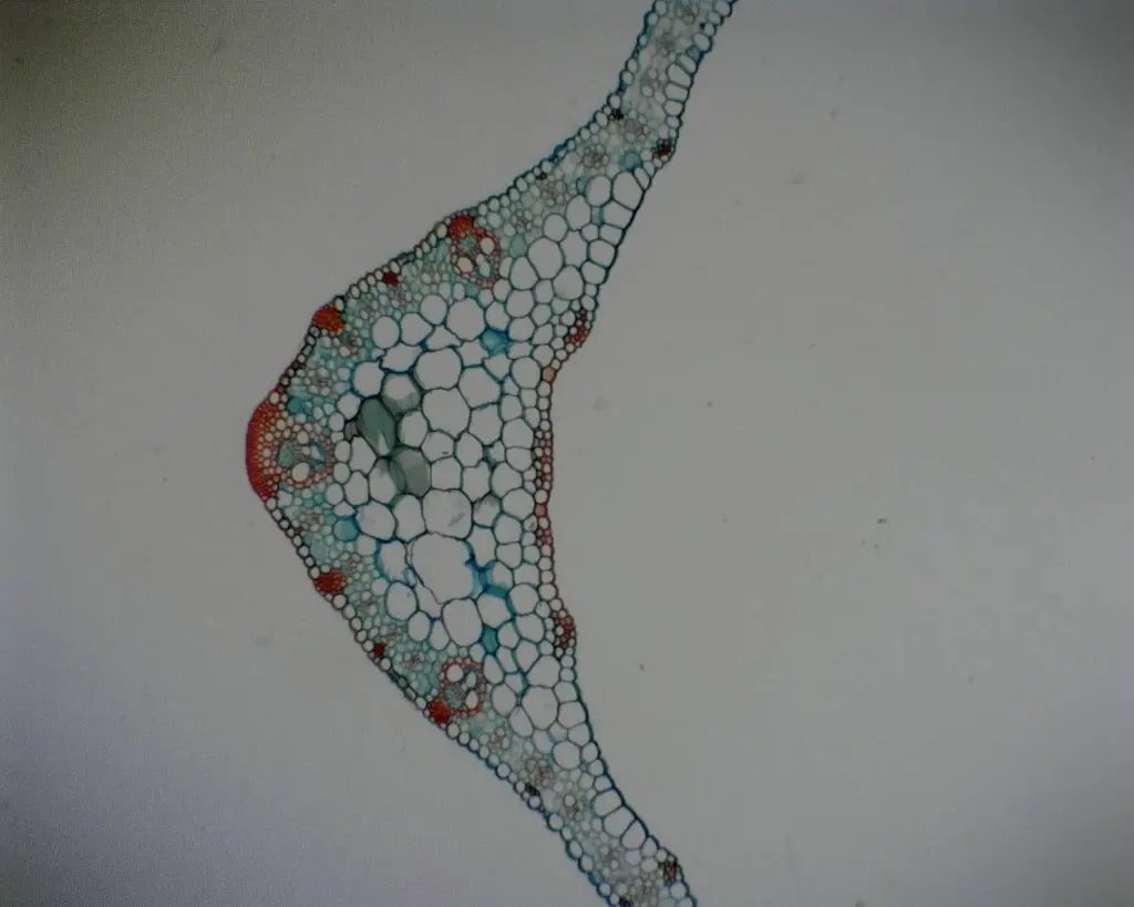 Monocot_Dicot Leaf