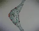 Monocot_Dicot Leaf