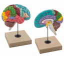 Brain Model with mount, colour coded- (H)210mm x (L)152mm x (W)146mm