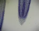 Microscope Slide-Allium (Onion), I.s 