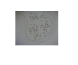 Microscope Slide - Lilium Anther & Pollen Development 