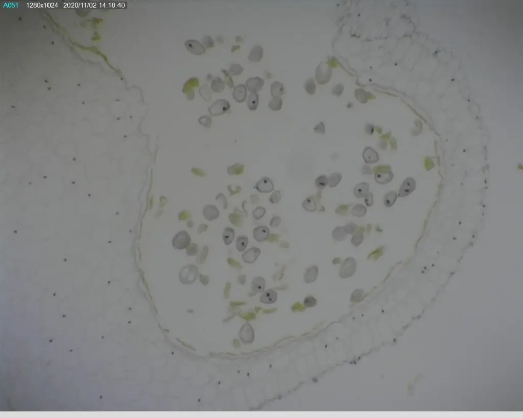 Microscope Slide-Lily (Lilium regale) Anthers t.s