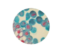 Microscope Slide: Lilium Regale, Anthers, Early Prophase, t.s