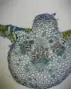 Microscope Slide-Monocot and Dicot leaf t.s