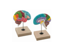 Functions of the Brain Model with mount