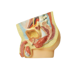 Model: Human Male Reproductive 