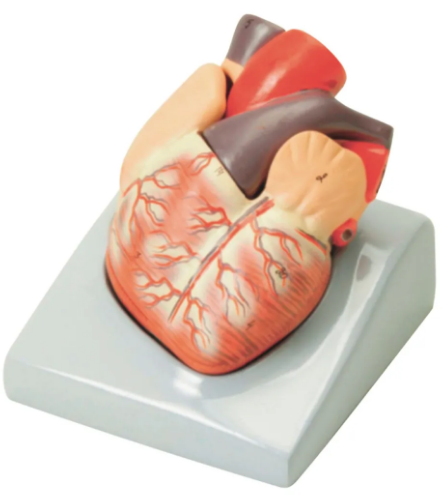 Heart Model. Size: 130mm x 130mm x 180mm, 250g