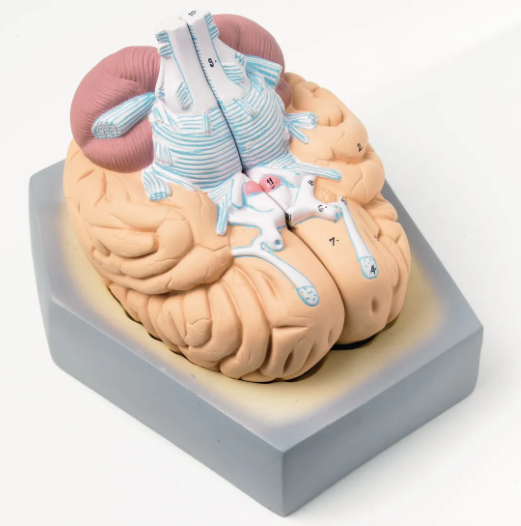 Human Brain Model, Median Section 