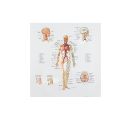 Human Anatomy Chart-Arteries & Veins