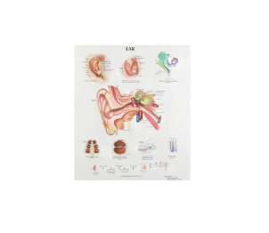 Human Anatomy Chart-Ear