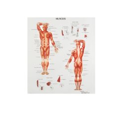 Human Anatomy Chart-Muscles
