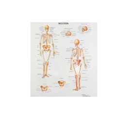 Human Anatomy Chart - Skeleton