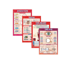 Poster: Human Anatomy (Body Organs)  - Pack of 4