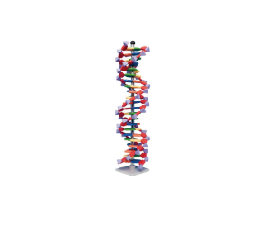 Model: Mini DNA Kit, 22-Layer Double Helix
