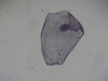 Microscope Slide - Buccal Smear - Squamous Epithelium