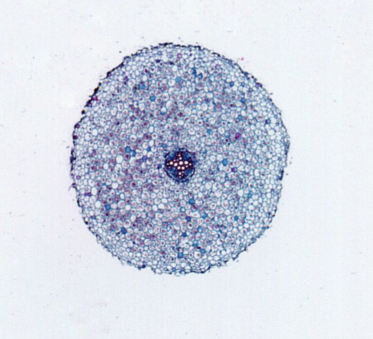 Microscope Slide-Buttercup Root, Mature, c.s