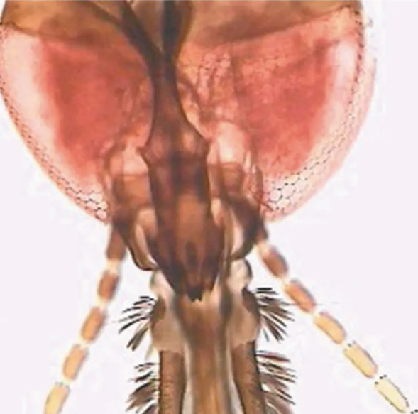 Microscope Slide-Mosquito (Anopheles) w.m.