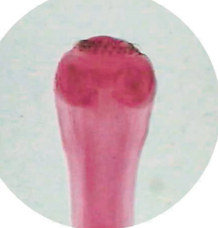 Microscope Slide - Tapeworm (Taenia pisiformis): Cysticercus w.m.