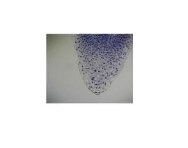 [CAHE1006477] Microscope Slide - Allium (Onion) I.s root tip stained for mitosis