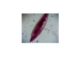 [CAHE1006404] Microscope Slide - Ciliophora - Paramecium Caudatum, w.m.