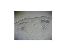 [CAHE1006482] Microscope Slide - Helianthus Stem, t.s., typical old primary