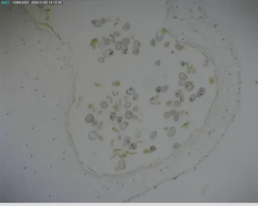 [CAHE1890204] Microscope Slide-Lily (Lilium regale) Anthers t.s