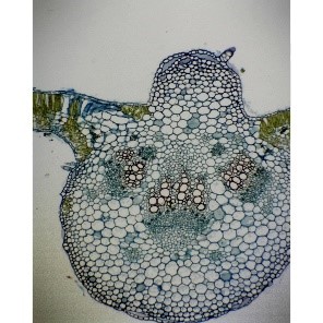 [CAHE1006518] Microscope Slide - Monocot and Dicot leaf t.s