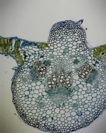 [CAHE1006518] Microscope Slide-Monocot and Dicot leaf t.s