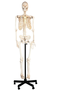 [CAHE1146736] Human Skeleton With Stand on wheels - Full Size, 1.5M