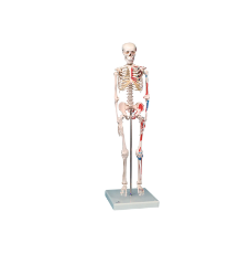 [CAHE1537556] Human Skeleton Model - ½ size 