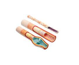 [CAHP00050322] Anatomy of Blood Vessels: Model Set - Artery, Vein and Capillary