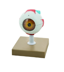 [CAHE1009844] The Human Eye Model