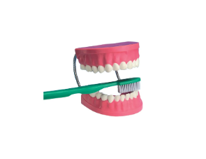 [CAHE1003306] Dental Care Model