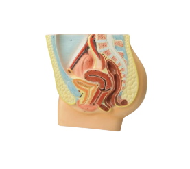 [CAHE1009847] Human Female Reproductive Model, mounted on base-388mm x (W)350mm x (H)76mm, 1.4kg