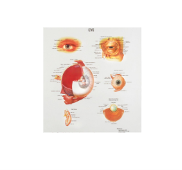[CA576690] Human Anatomy Chart - Eye