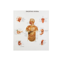 [CALB-EDU-576660] Human Anatomy Chart-Digestive System