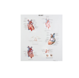 [CA576640] Human Anatomy Chart - Heart